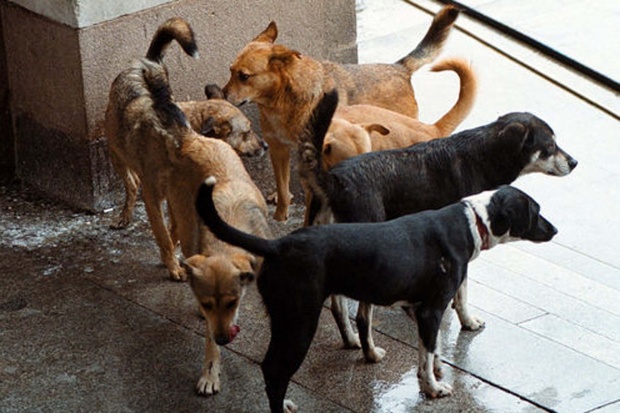 Проблемът с бездомните кучета пак опря до създаването на зоополиция