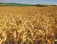 Доста по-слаба зърнената реколта прогнозират фермерите