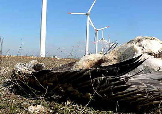 Птици, убити от перките на ветрогенератори на нос Калиакра. Сн. Дружество за защита на птиците