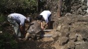 Умря считаната за последна в света слонска костенурка