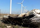 ЕК заплаши със съд България заради вятърните турбини на Калиакра