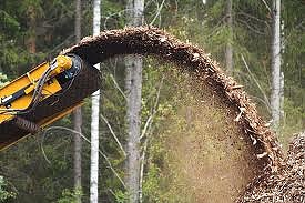 Едрите прекупвачи и инвеститорите в биомаса спечелиха от горския закон