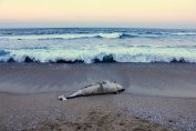 Нови мъртви делфини са открити край Царево и Созопол