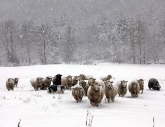 Френската армия спасява блокирани от снега овце на планинско пасище