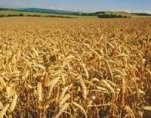 Търговци на зърно укрили 12.5 млн. лв. ДДС