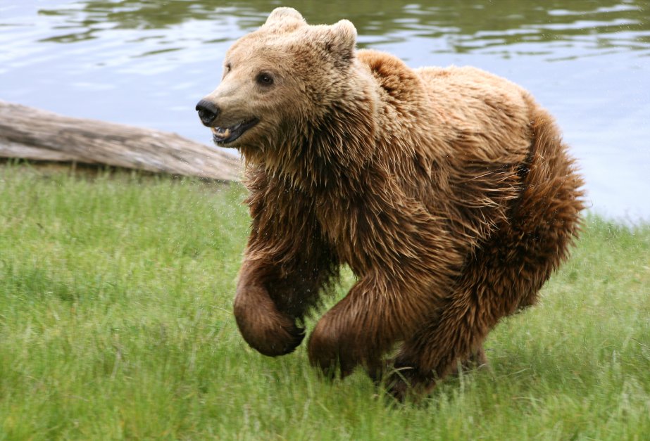 ЕК ни готви наказателна процедура заради облекчения лов на мечки