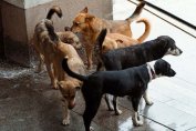 Бездомни кучета нападнаха лекари и сестри в Силистра