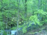 ЕК отпуска близо 65 млн. евро за възстановяване на горски територии