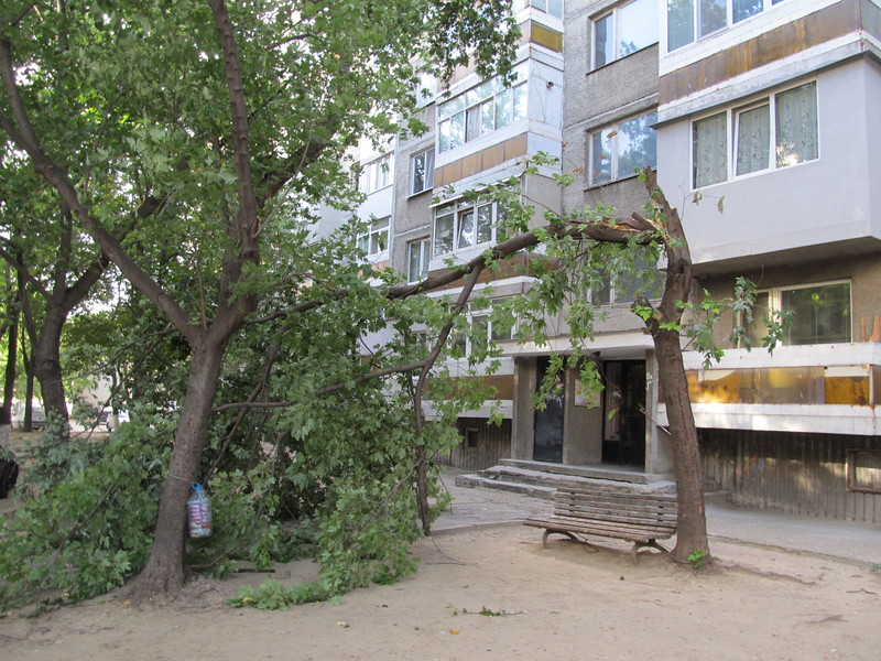 Силният вятър в Русе прекърши тази сутрин дърво пред блок в Русе, Сн: БГНЕС