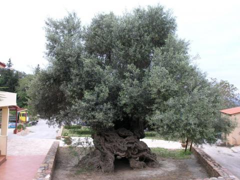 Маслиново дърво на повече от три хиляди години продължава да ражда на остров Крит