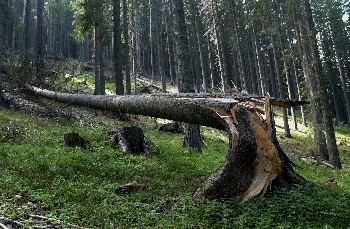 ГЕРБ ще търси как да отмени горските заменки, за да избегне евроглоба