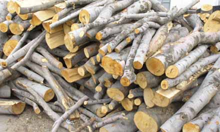 Спор в парламента ще има ли проблеми с дървата за огрев през зимата