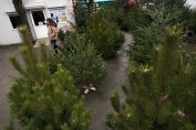 Близо 90 хил. дръвчета са осигурени за Коледа