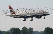 Българска хайтек система ще гони птиците от японски летища