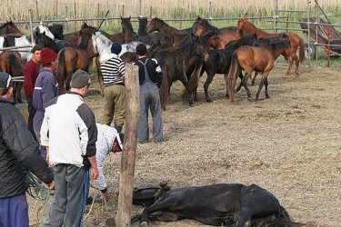 Скандалът с конско месо залива Европа, месото можело и да е магарешко