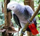 Хванати у нас при нелегален внос папагали заминават на свобода в Уганда