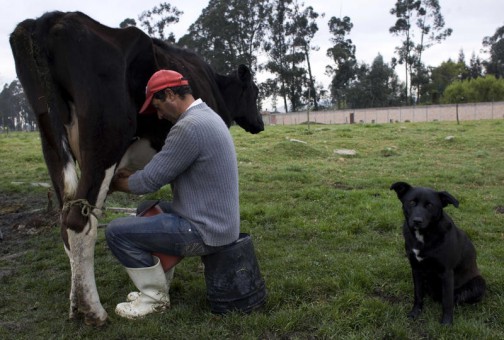 Истерия със завишените количества афлатоксини в мляко завладя и Румъния