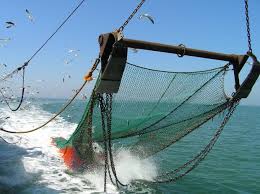 Определени са пет зони за улов на рапани по Черноморието ни