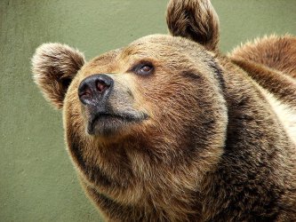 Зле гледан във вивариум мечок заминава в холандски зоопарк