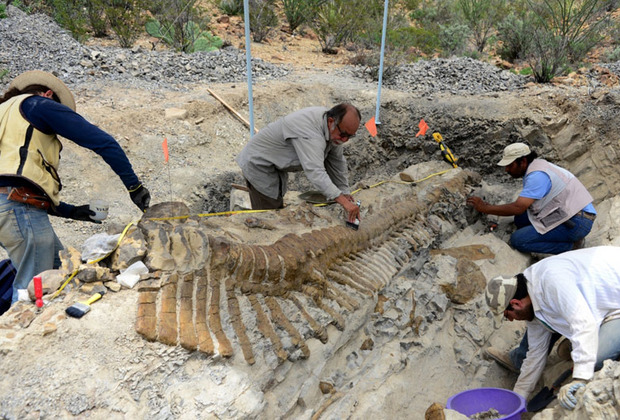 В Мексико намериха петметрова опашка на динозавър