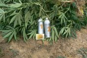 Близо 7 тона канабис открити в ниви край петричкото село Драгуш