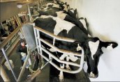 Брюксел разрешил още две години отсрочка за евростандартите в млечните ферми