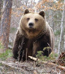 Държавно стопанство организира незаконен лов на мечки