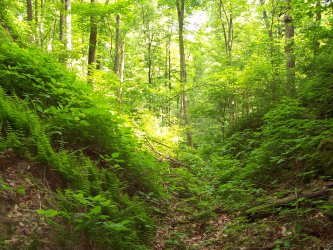 Над 1800 дка с гори ще бъдат залесени в Югозападна България