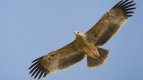 Спасяването на царския орел в Сакар планина взе европейска еконаграда