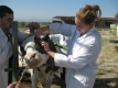 Ветеринари спират да имунизират животните заради орязани държавни пари