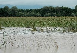 Дъждът е съсипал напълно 700 дка зърно и овошки в Русенско