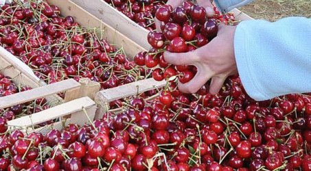 Около 80% от кюстендилските череши гният от дъждовете