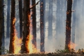Пожари вече засегнаха близо 9 хил. дка гори, а тепърва расте рискът