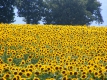 България е номер едно в света по експорт на слънчогледови семена