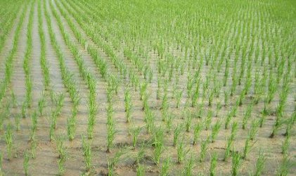Земеделският фонд дава 250 хил. лв. помощ за поливане на ориз