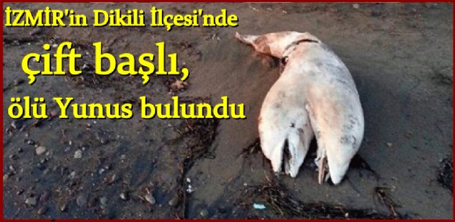 Мъртъв двуглав делфин, открит на турски плаж