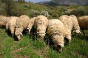 Ваксинират стадата в Северозападна България през септември срещу син език