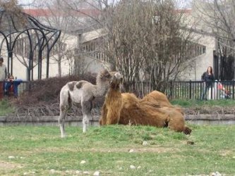 Столичният зоопарк е затворен заради смъртта на пет животни