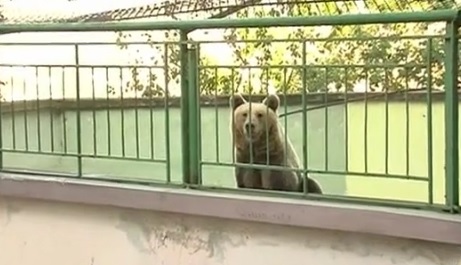 Клетката на мечките в зоопарка в Благоевград. Скрийншот: бТВ