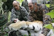 Тигър на Путин заподозрян за атака над китайски курник