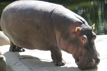 Починал е женският хипопотам в столичния зоопарк