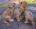 Разградските лъвчета ще отидат в зоопарка в Стара Загора