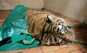 Тигър беглец бе упоен и върнат в клетката му в софийския зоопарк