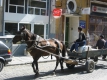 Четири коня с каруците задържани при акция в Берковица, глобени са