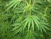 Федералният окръг Колумбия в САЩ легализира марихуаната