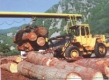 40 млн. лв. загуби очакват дърводобивните фирми от забраната на износа
