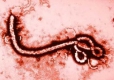 СЗО призна сериозни пропуски при овладяване на ебола