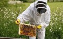 Белият дом с национален план за действие за спасяване на пчелите