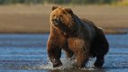 България се рекламира с американски животни и забранен лов на мечки