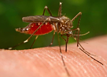 Северният парк в София ще бъде пръскан за трети път срещу комари